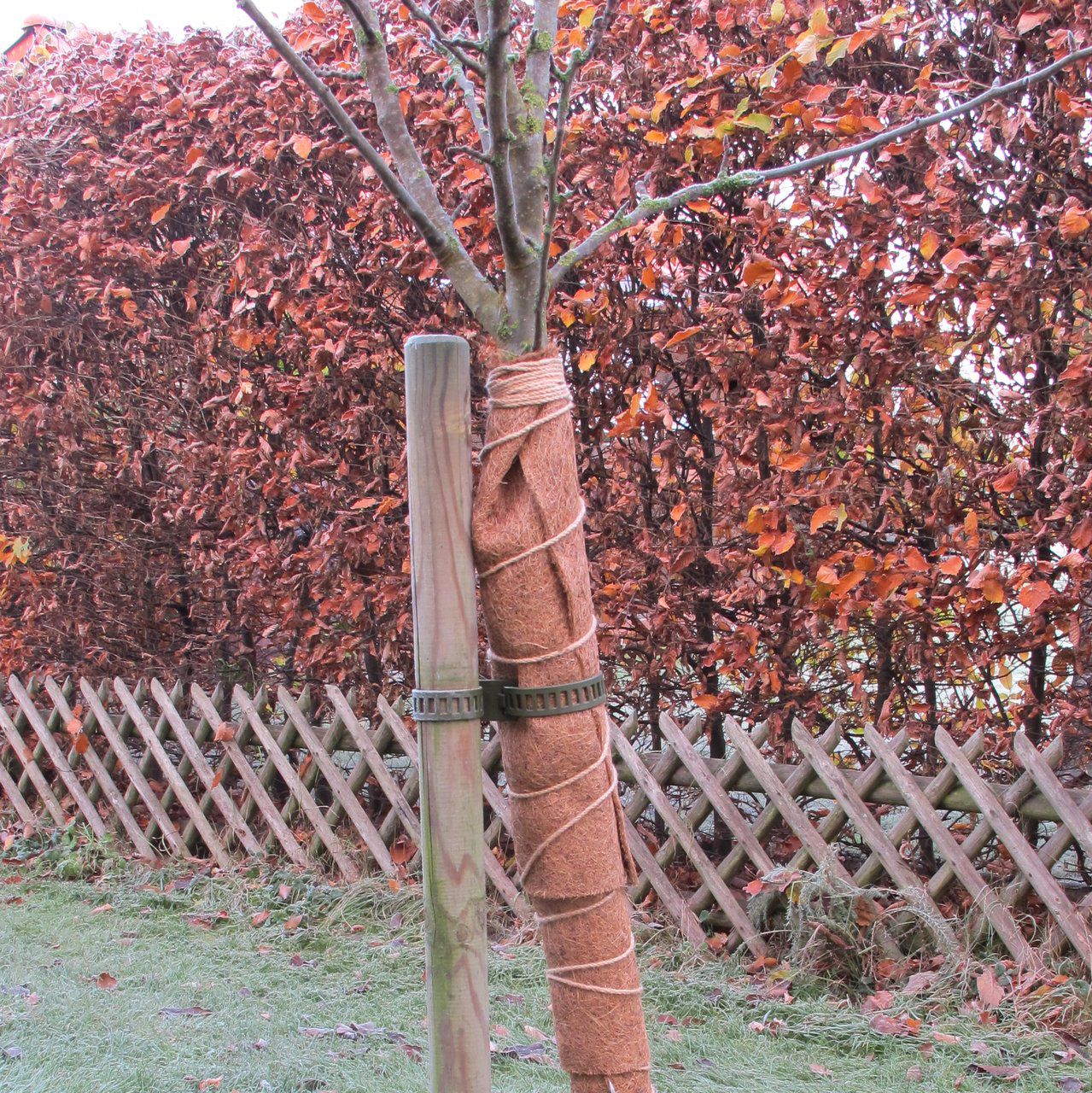 V27003_Kokosmatte-Stamm-Apfelbaum-3_1280x1280.jpg