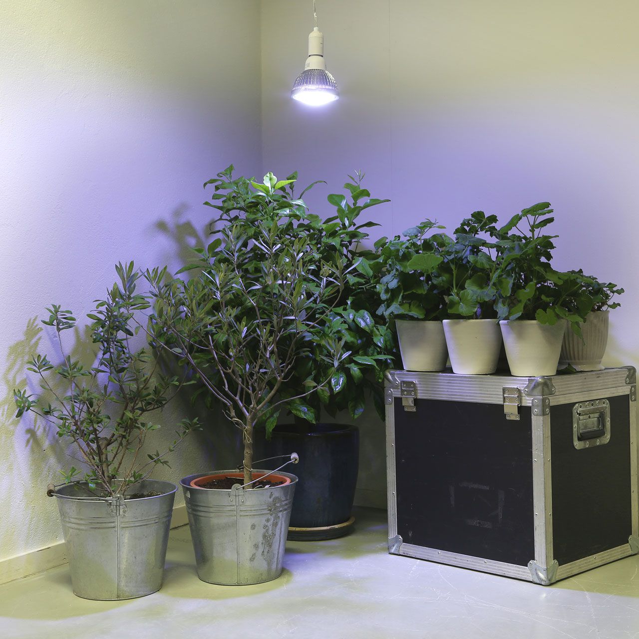 A3780_LED-Pflanzenlampe_Winter_18Watt_2_1280x1280.jpg